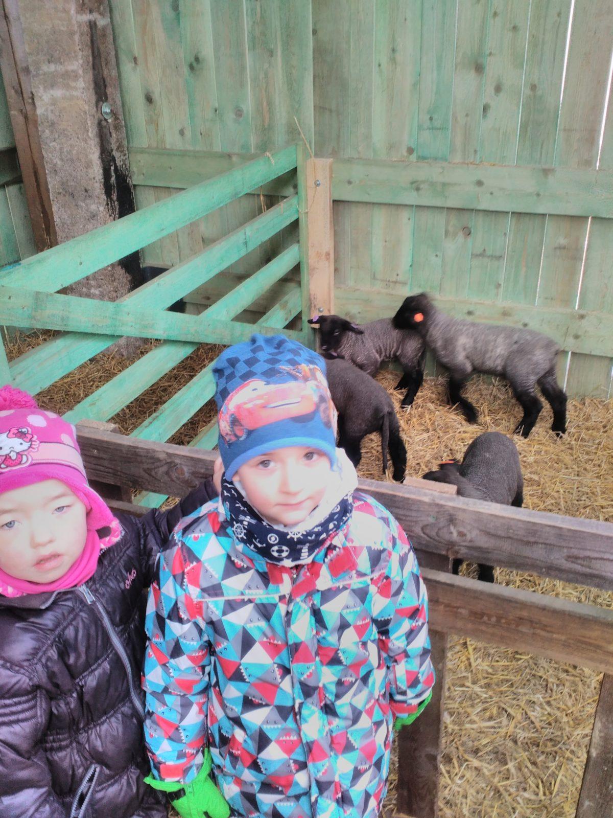 Vycházka za ovečkami a jejich jehňátky - 29