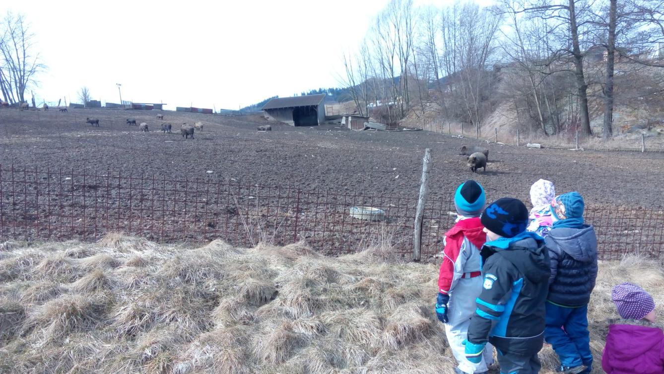 Vycházka za divokými prasaty (st. děti) - 2