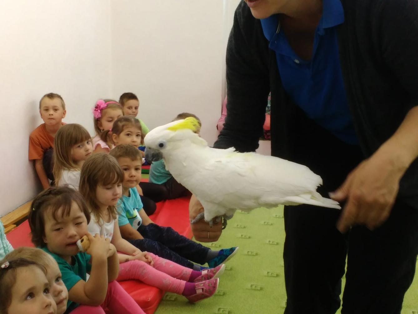 Papoušci ve školce - 17