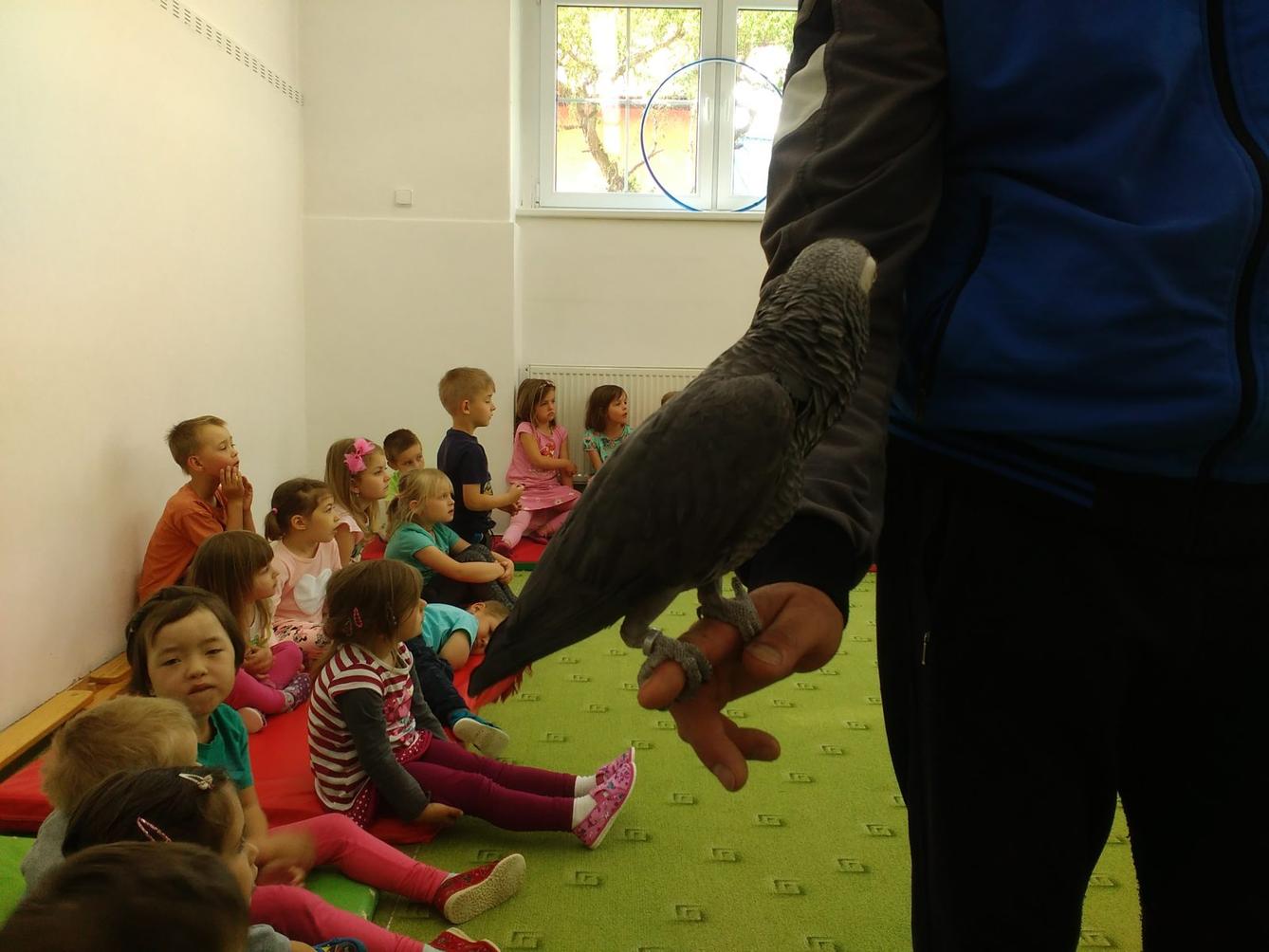 Papoušci ve školce - 22