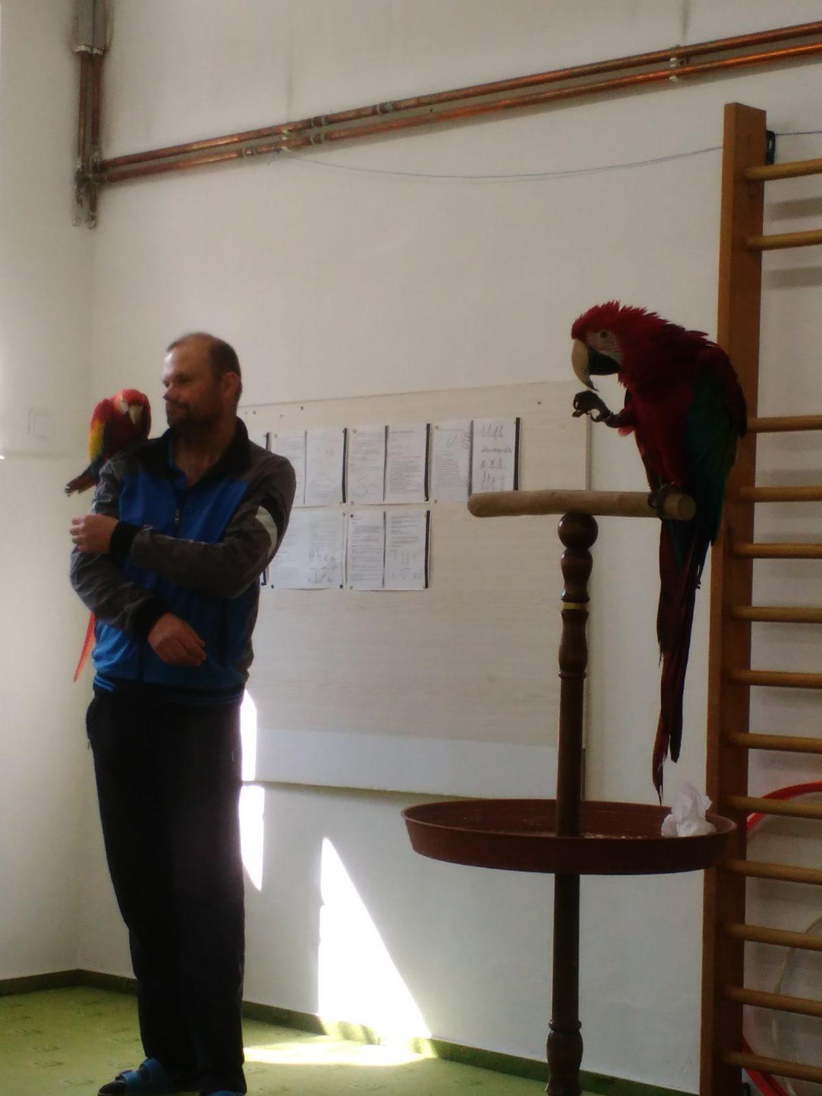 Papoušci ve školce - 26