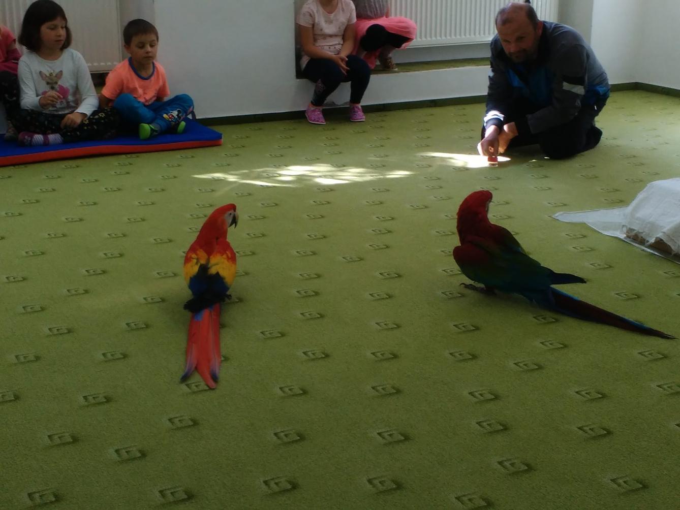 Papoušci ve školce - 31