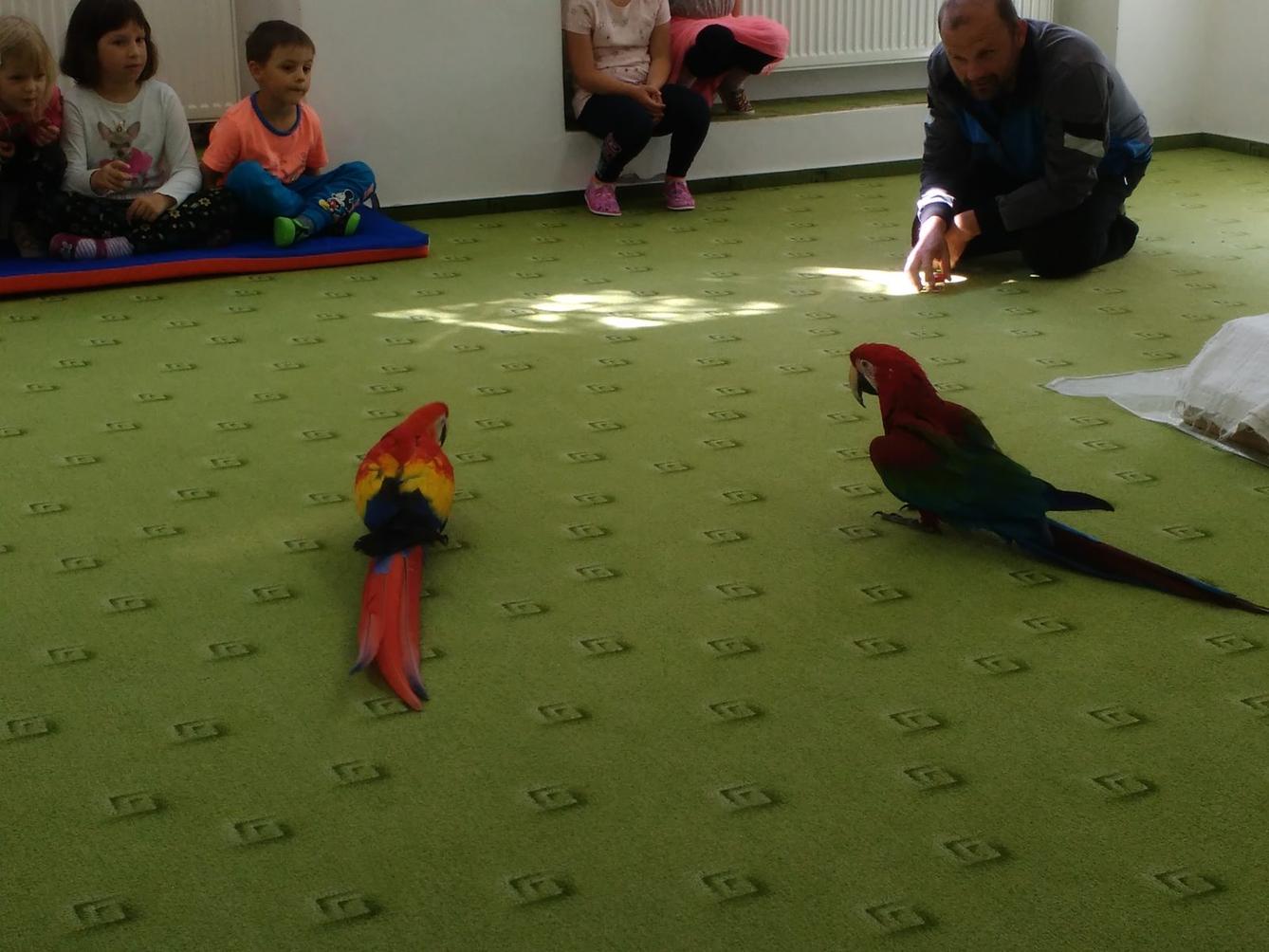 Papoušci ve školce - 32