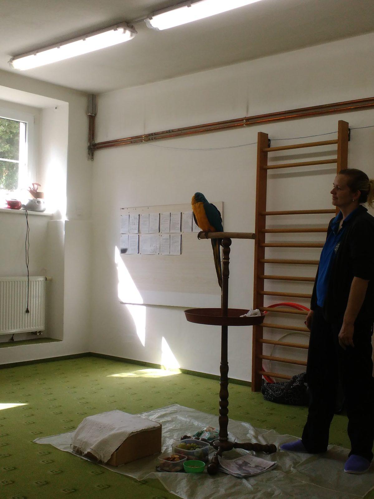 Papoušci ve školce - 36