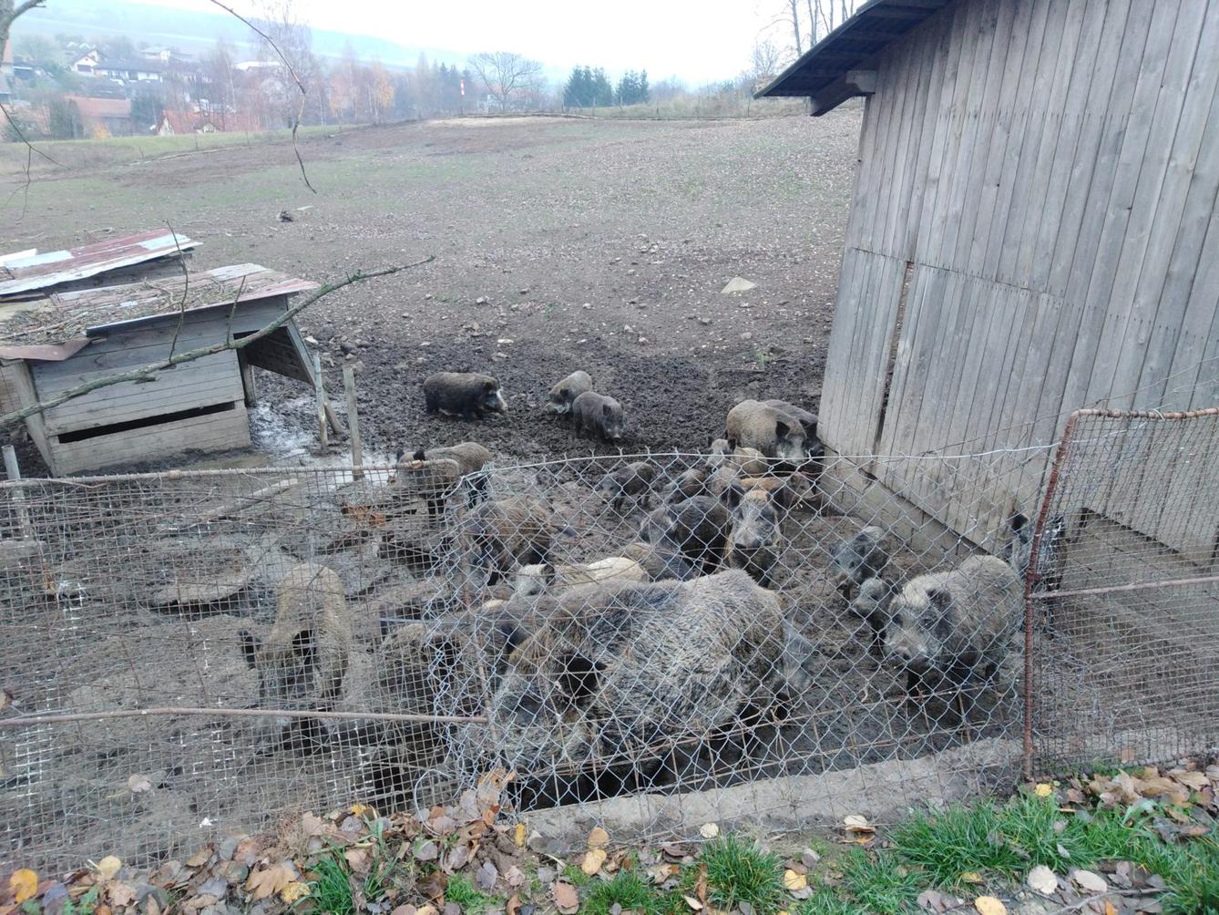 Vycházky k divokým prasátkům - 1