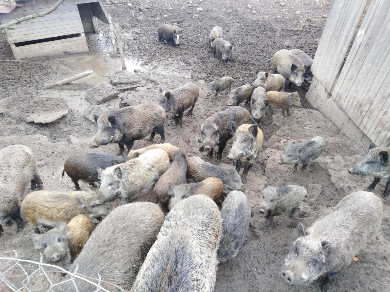 Vycházky k divokým prasátkům - 2