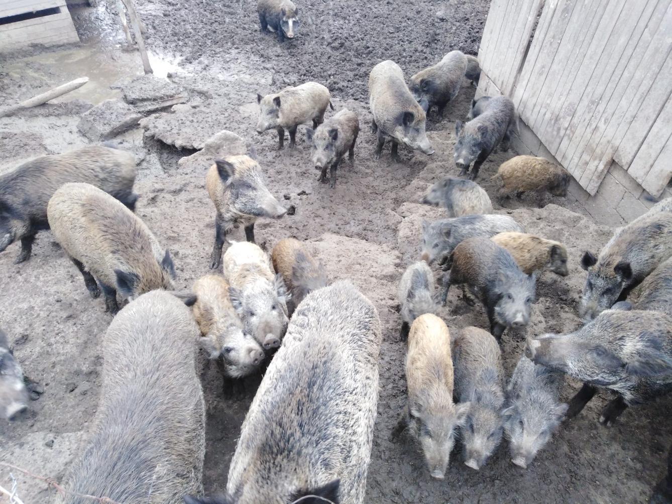 Vycházky k divokým prasátkům - 5