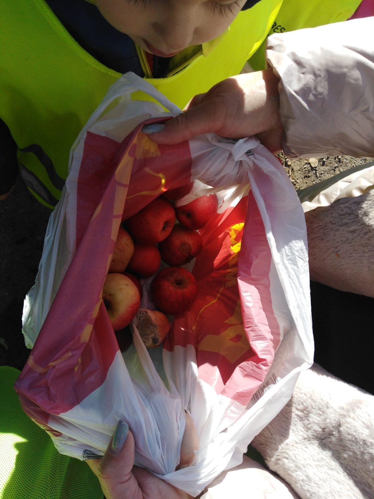 Vycházky k divokým prasátkům - 8