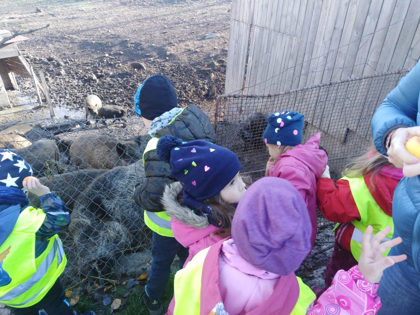 Vycházky k divokým prasátkům - 10