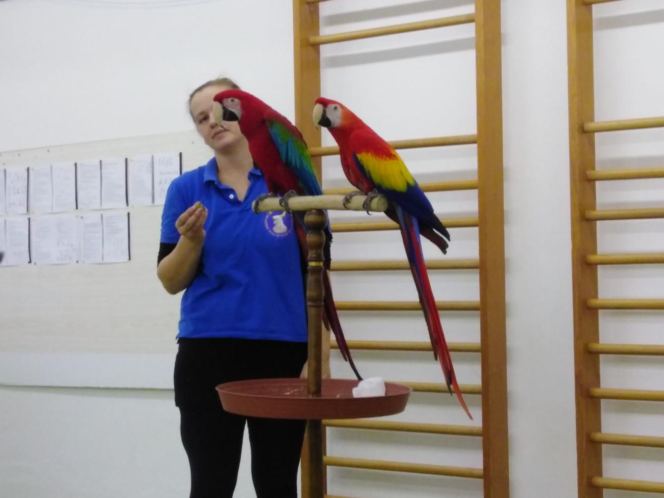 Papoušci v MŠ - 26