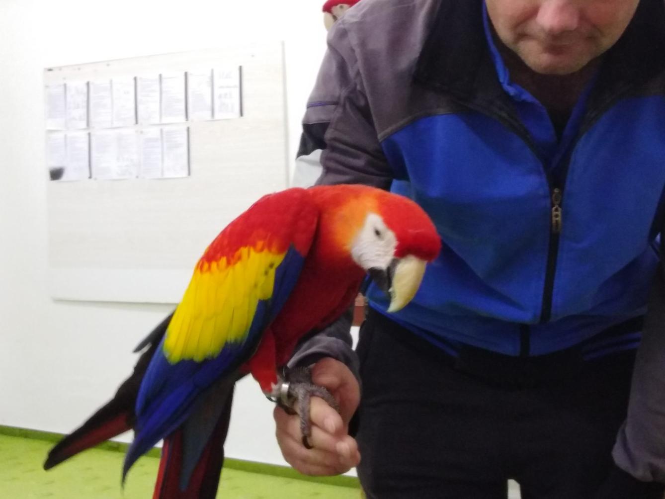 Papoušci v MŠ - 27