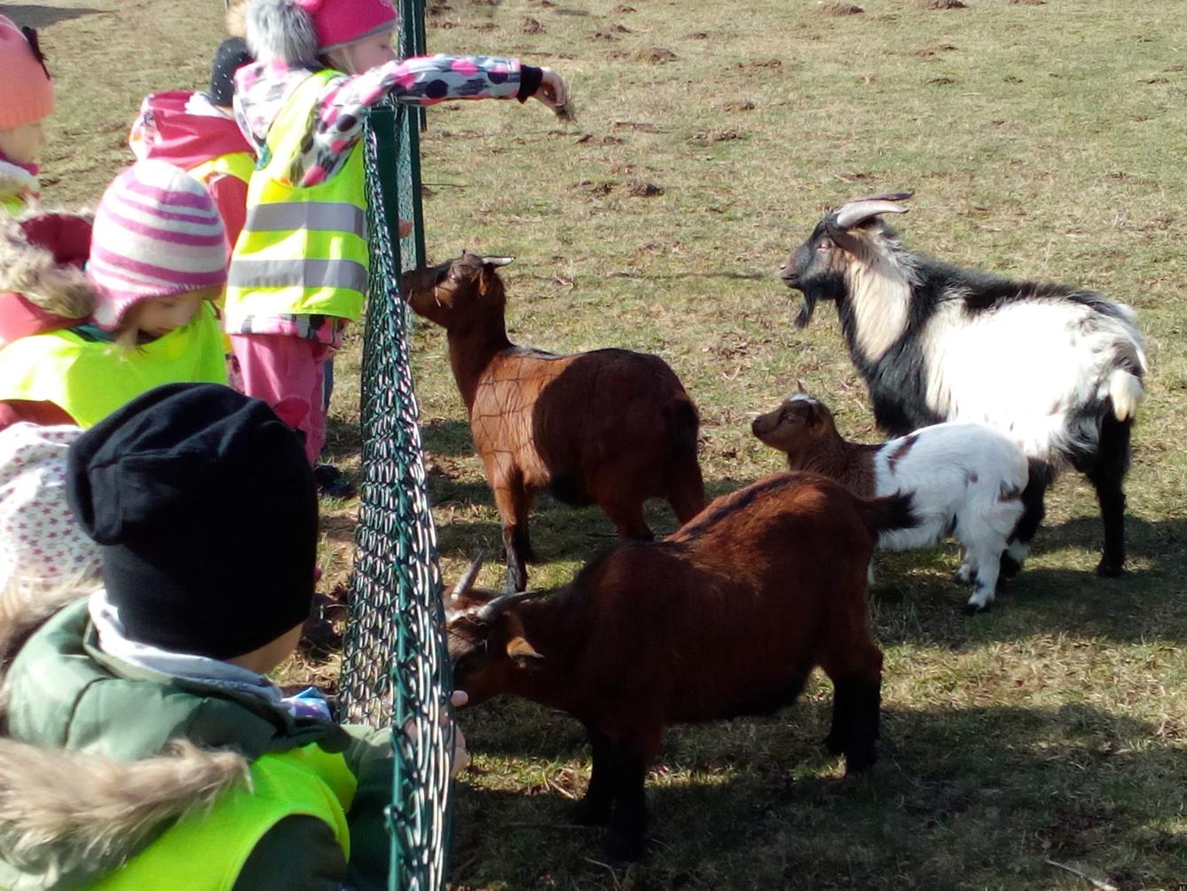 Máme rádi zvířata II.: kozičky - 12
