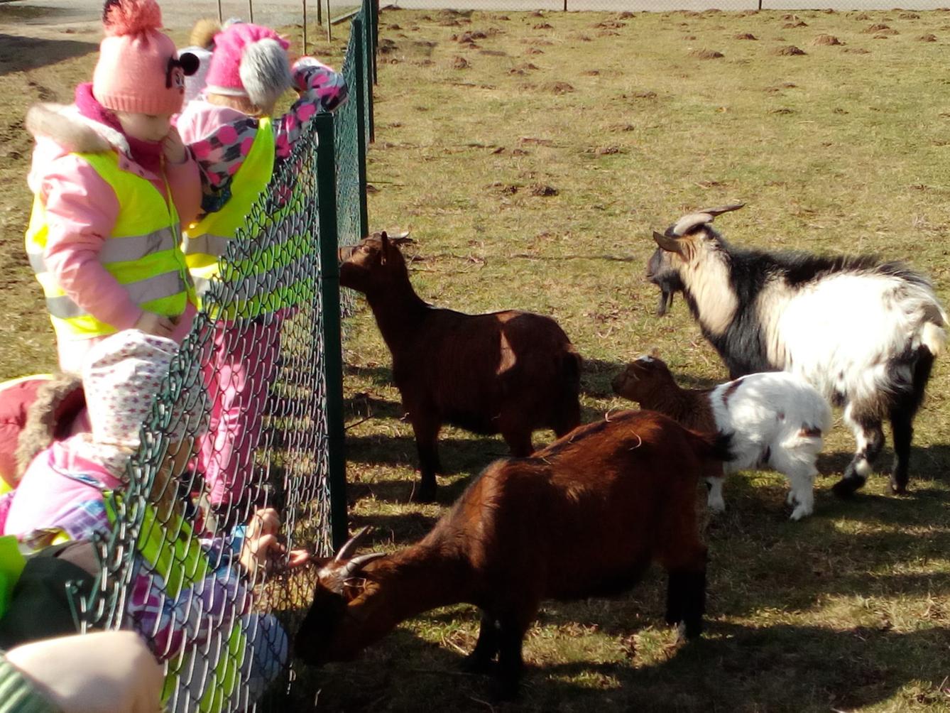 Máme rádi zvířata II.: kozičky - 13