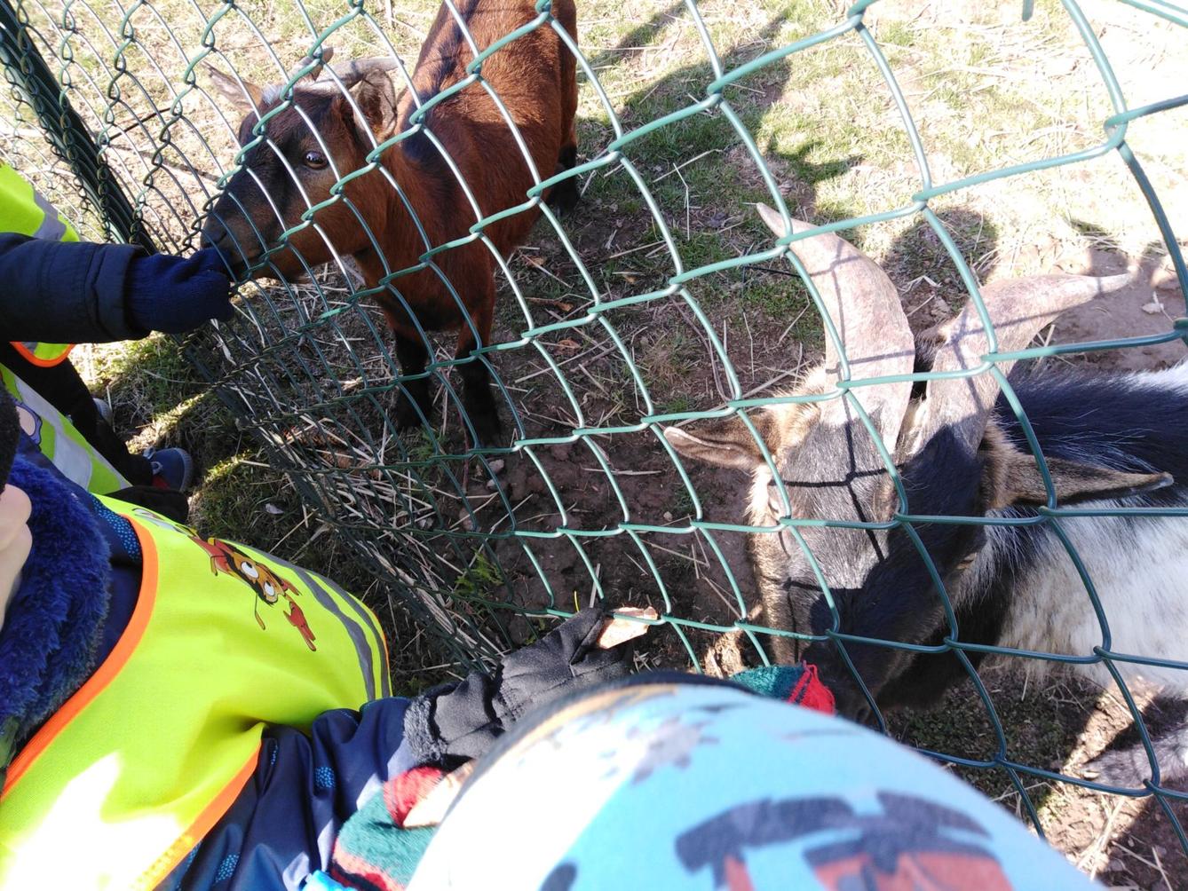 Máme rádi zvířata II.: kozičky - 19