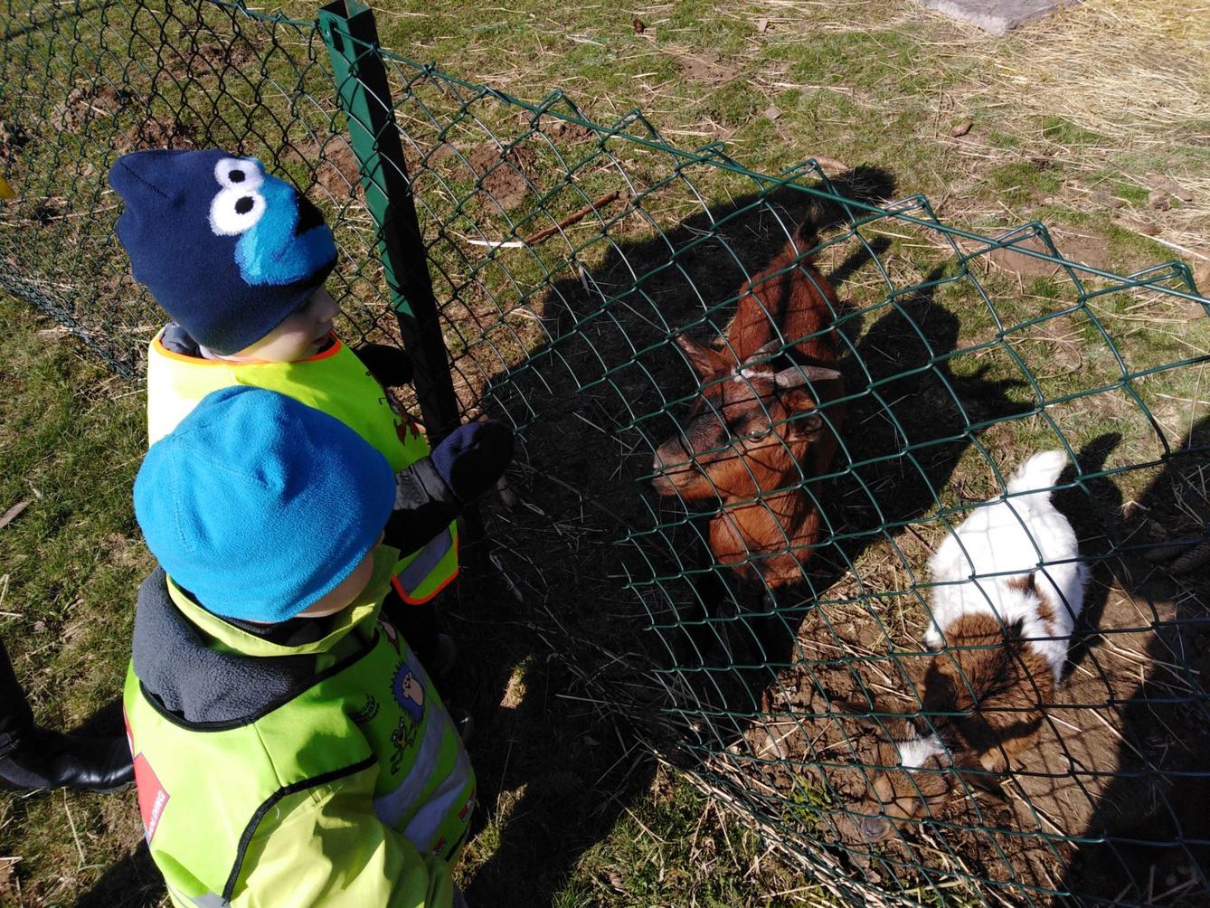 Máme rádi zvířata II.: kozičky - 20