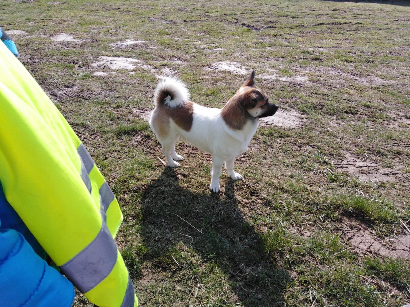 Máme rádi zvířata II.: kozičky - 26