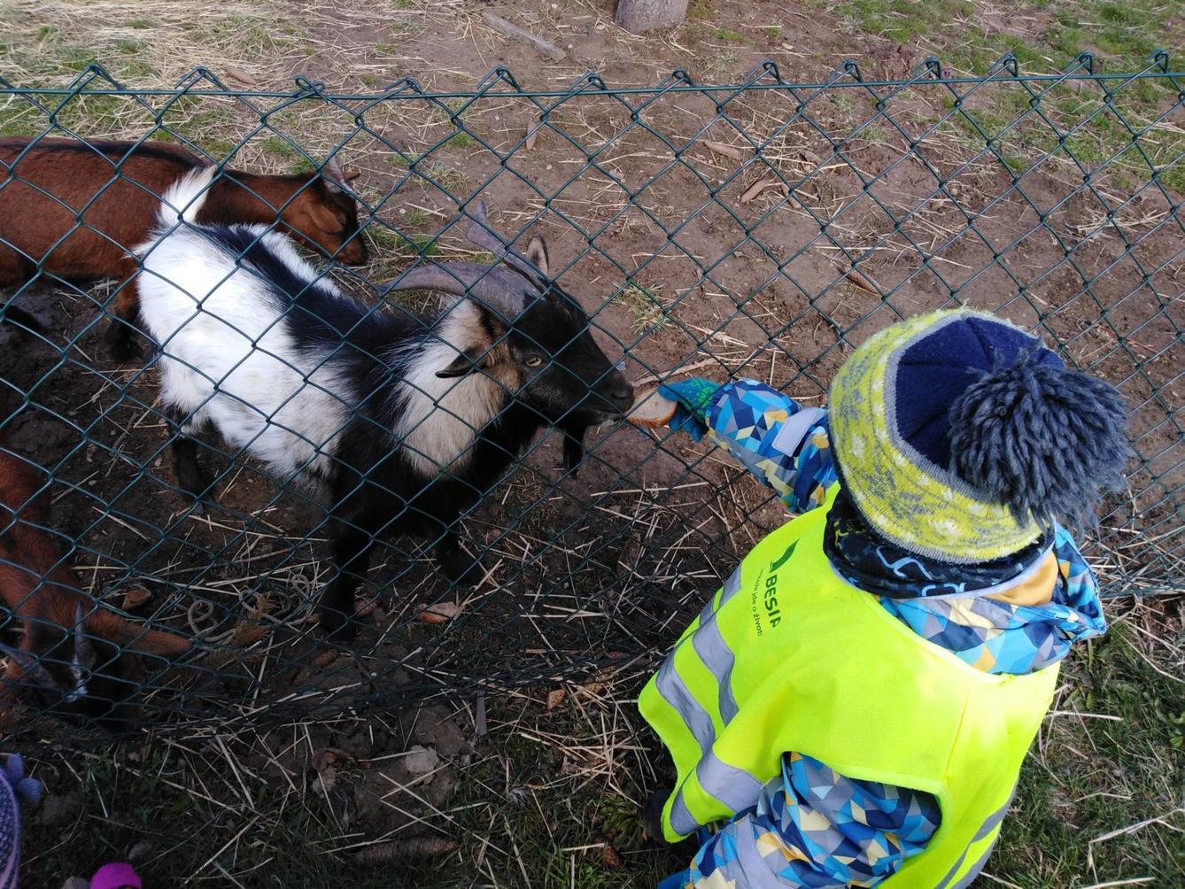 Máme rádi zvířata II.: kozičky - 27