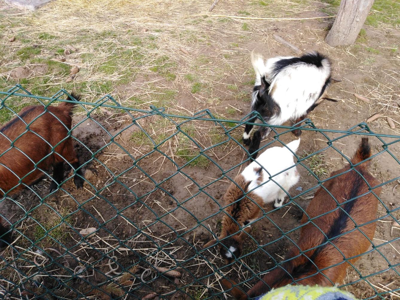 Máme rádi zvířata II.: kozičky - 28