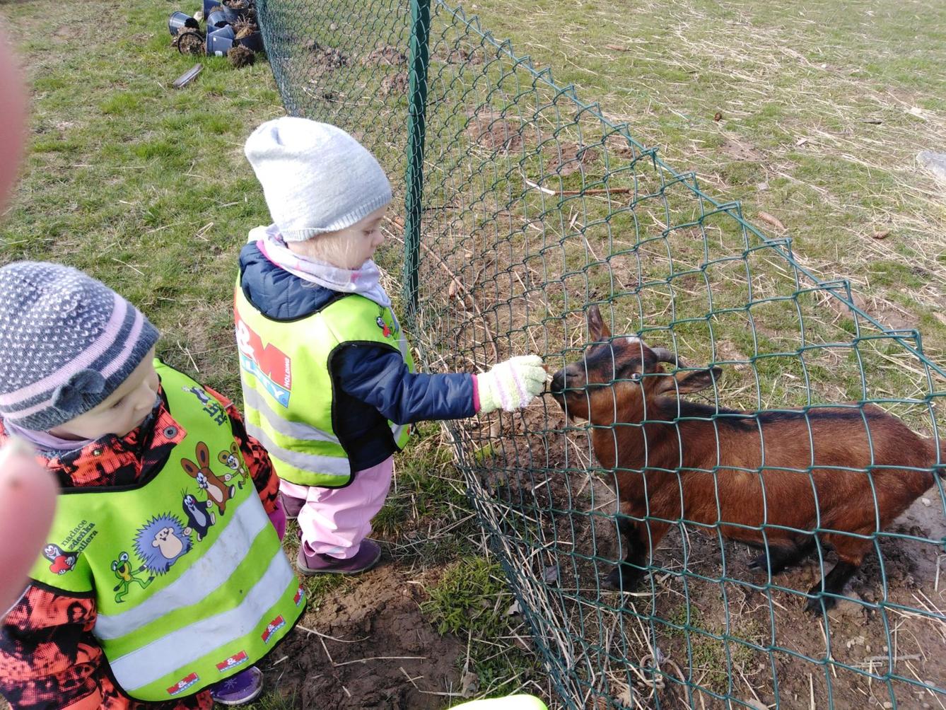 Máme rádi zvířata II.: kozičky - 29