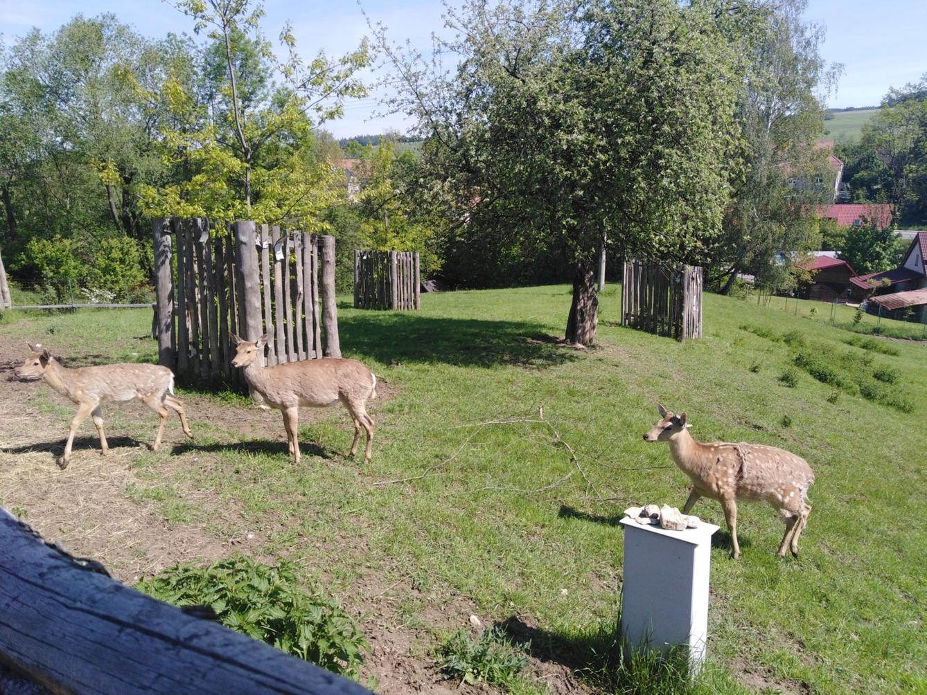 Vycházka za jeleny a návštěva lesní školky - 32