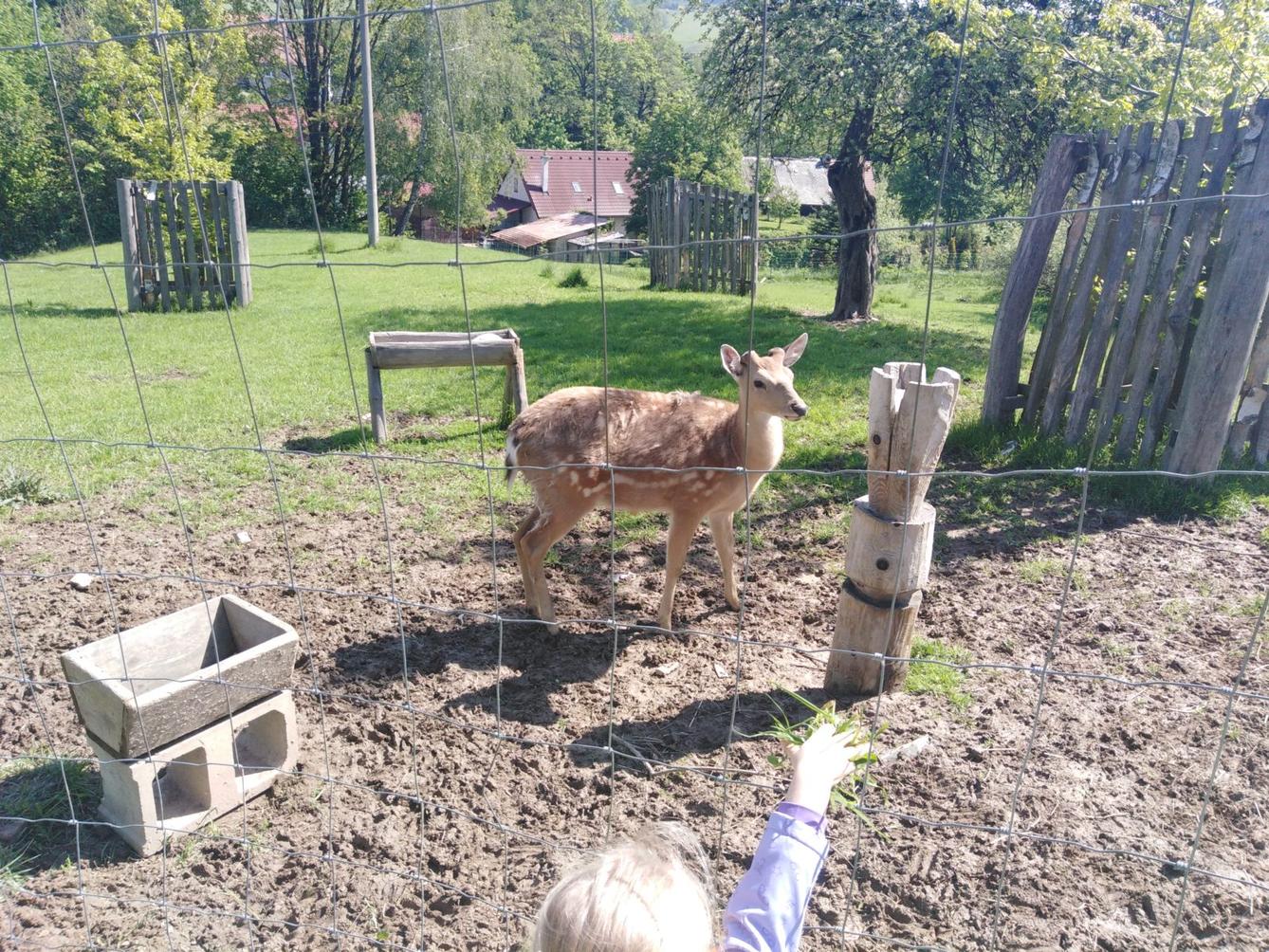 Vycházka za jeleny a návštěva lesní školky - 41