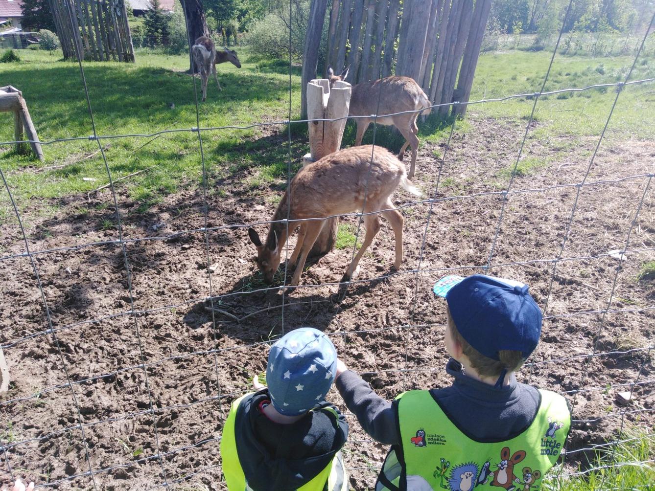 Vycházka za jeleny a návštěva lesní školky - 44
