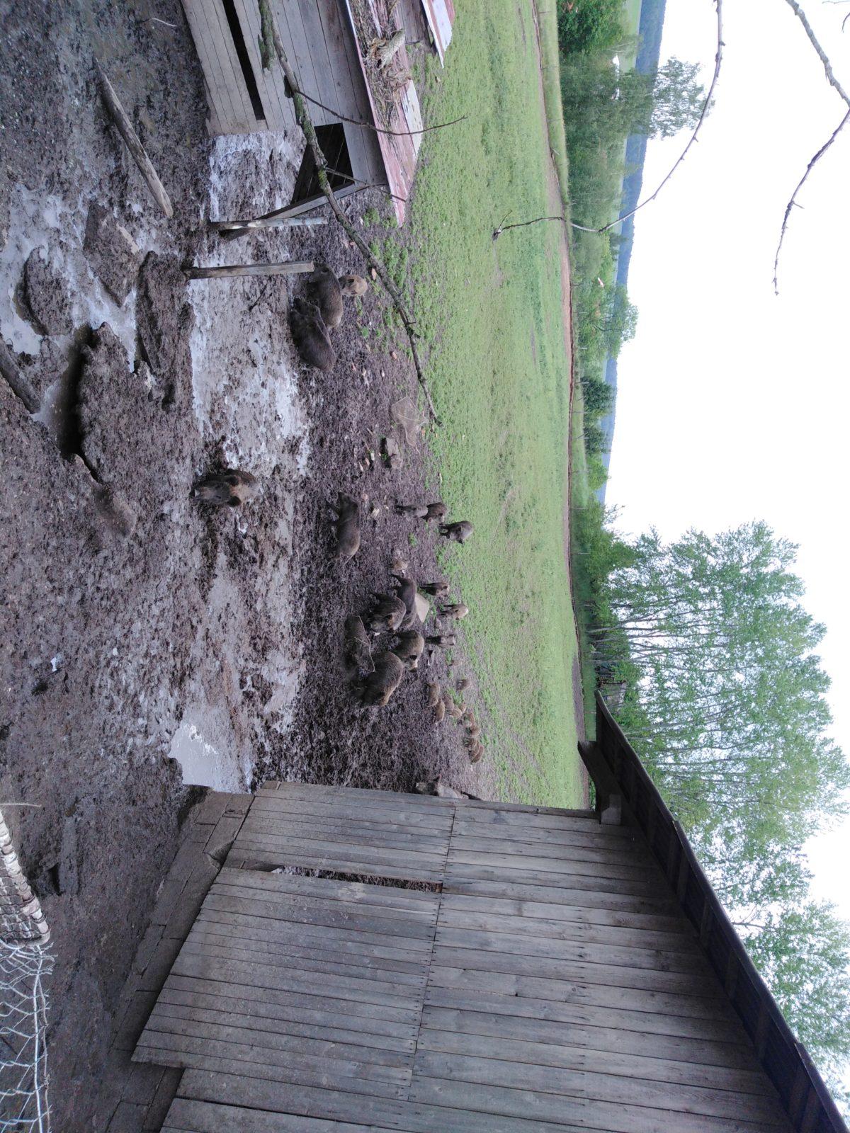 Máme rádi zvířata: divoká prasátka (Broučci) - 1