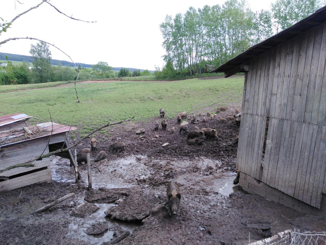 Máme rádi zvířata: divoká prasátka (Broučci) - 2