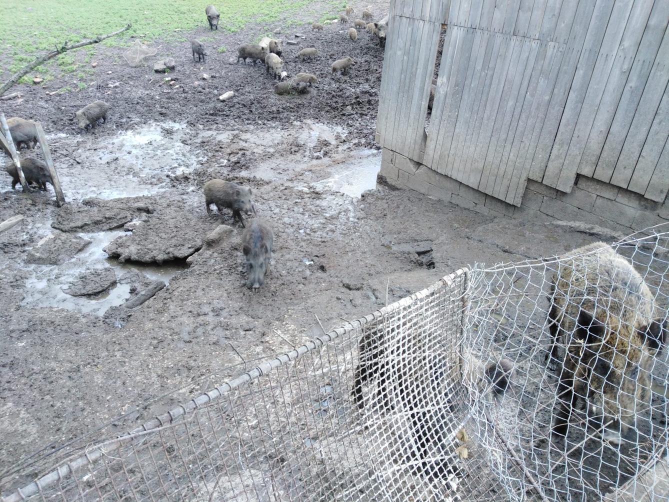 Máme rádi zvířata: divoká prasátka (Broučci) - 3