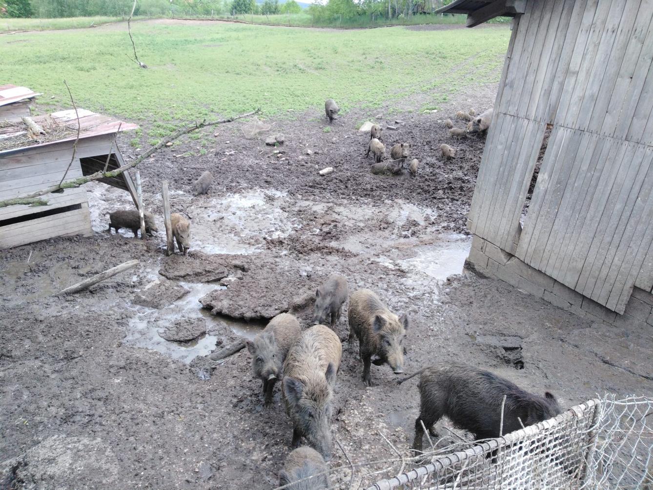 Máme rádi zvířata: divoká prasátka (Broučci) - 4