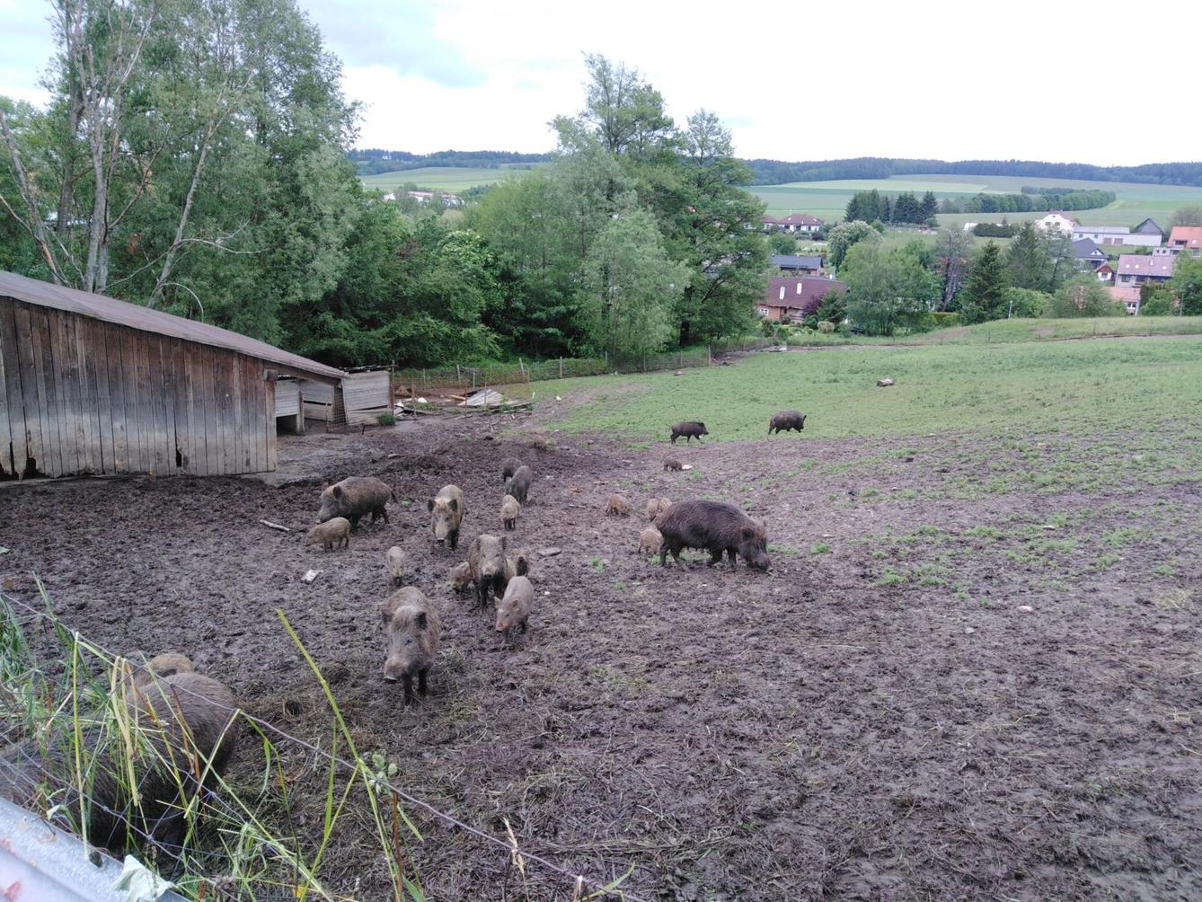 Máme rádi zvířata: divoká prasátka (Broučci) - 8