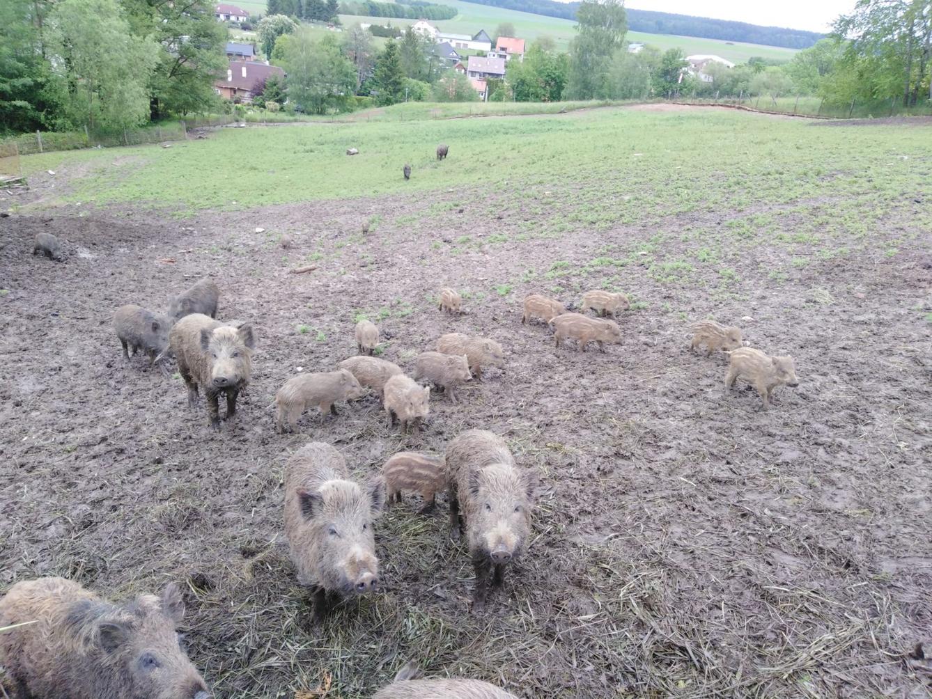 Máme rádi zvířata: divoká prasátka (Broučci) - 9