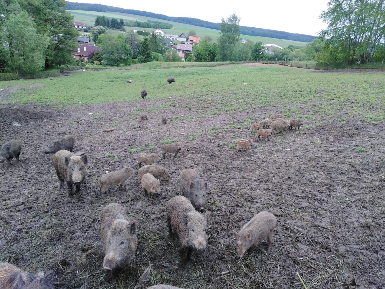 Máme rádi zvířata: divoká prasátka (Broučci) - 10