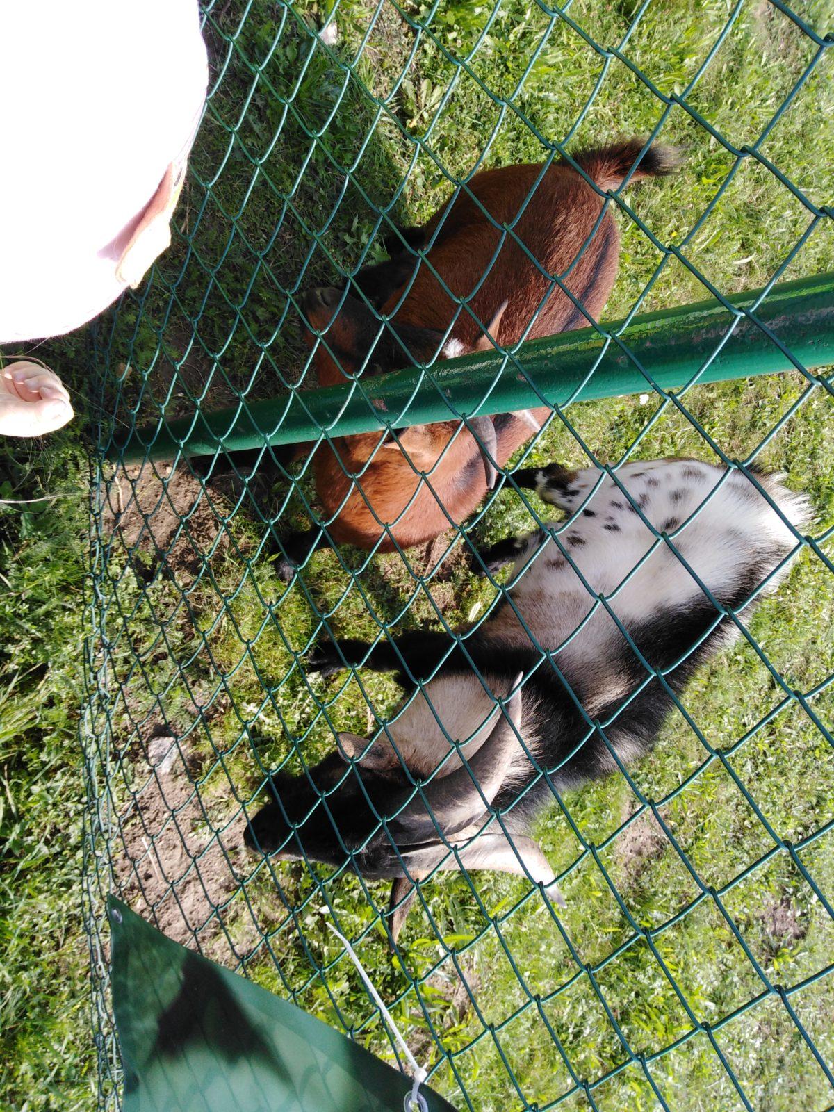 Broučci: vycházka za kozičkami - 1