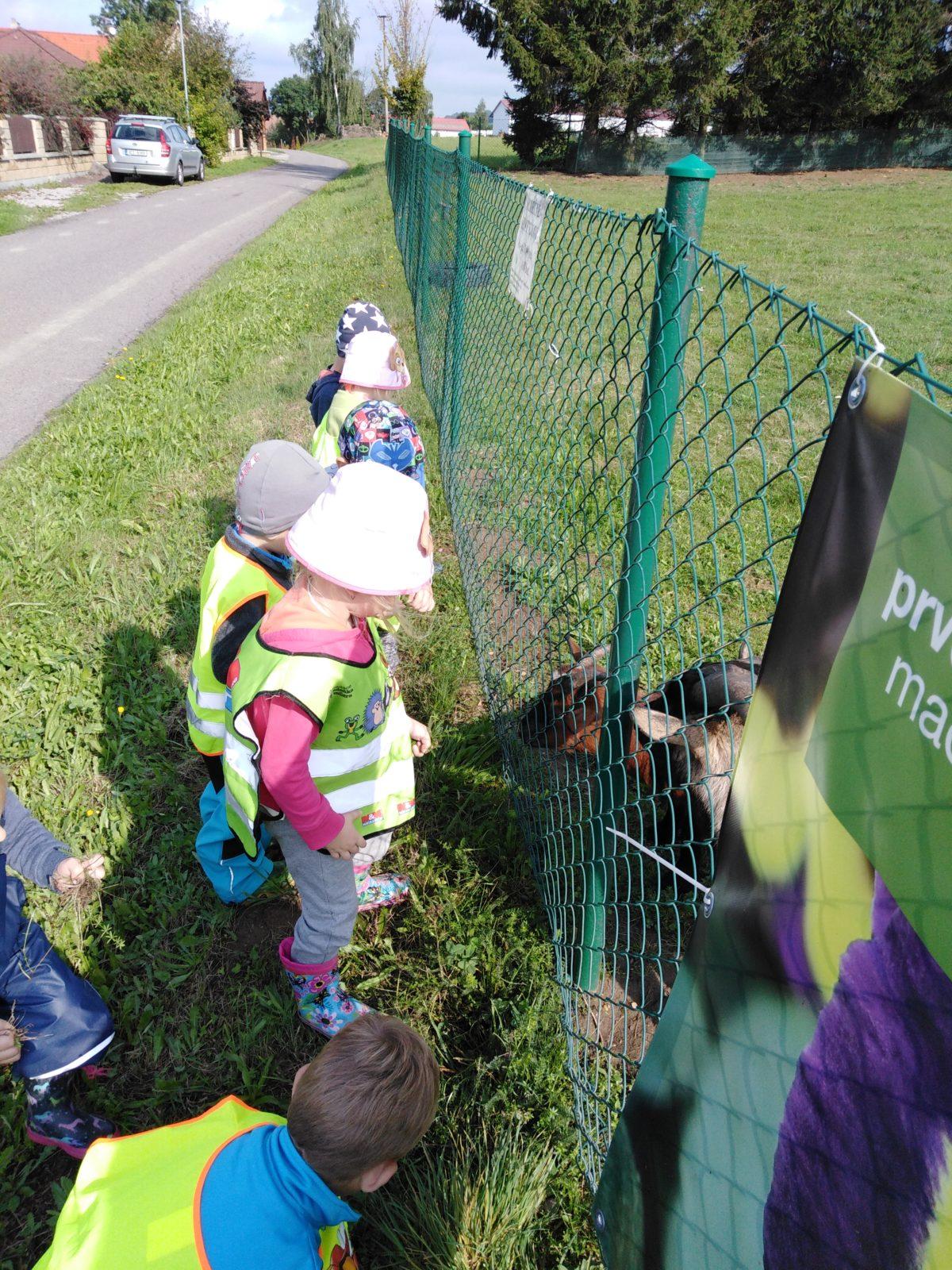 Broučci: vycházka za kozičkami - 2