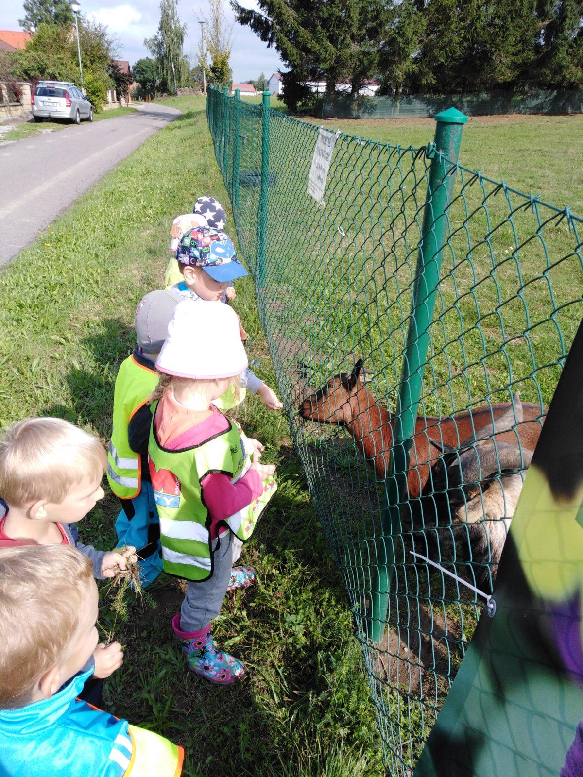 Broučci: vycházka za kozičkami - 3