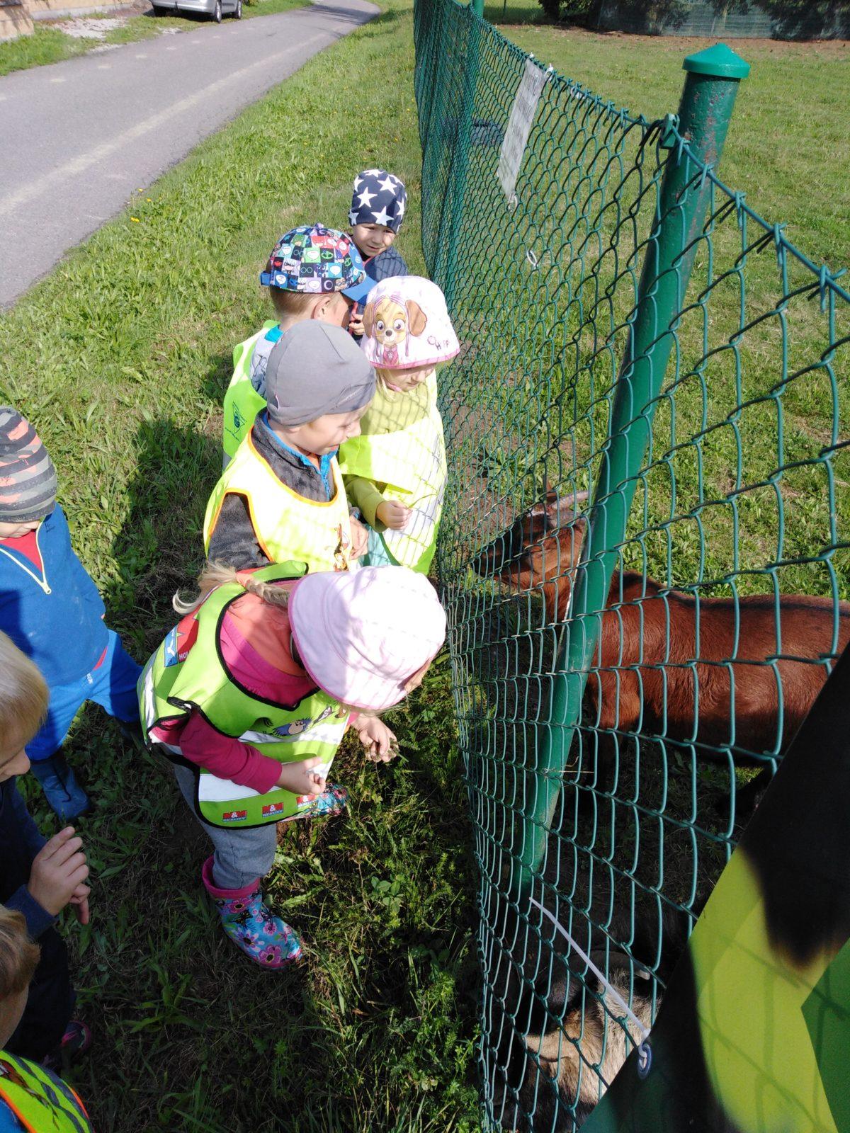 Broučci: vycházka za kozičkami - 4