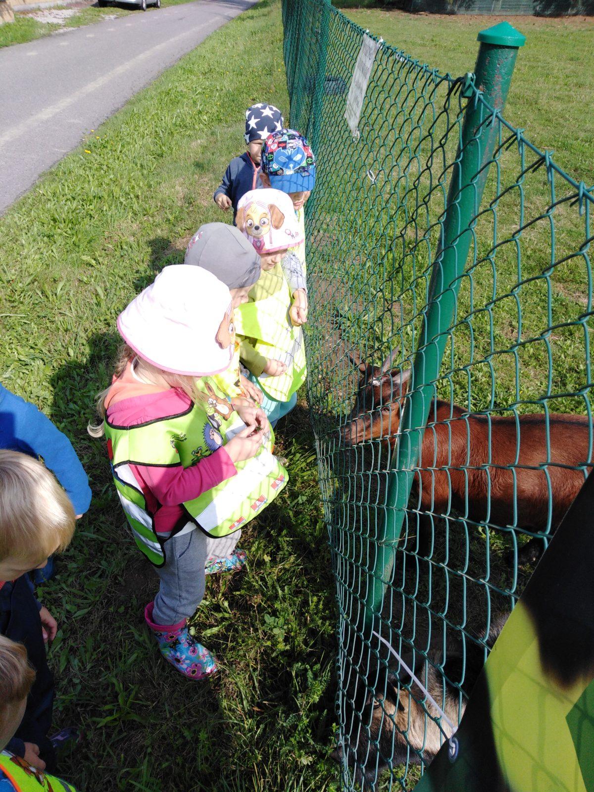 Broučci: vycházka za kozičkami - 5