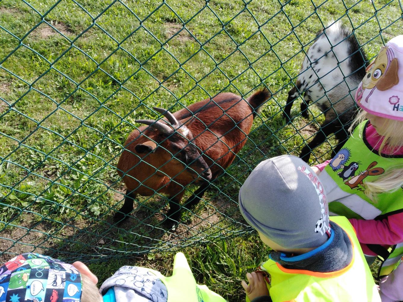 Broučci: vycházka za kozičkami - 7