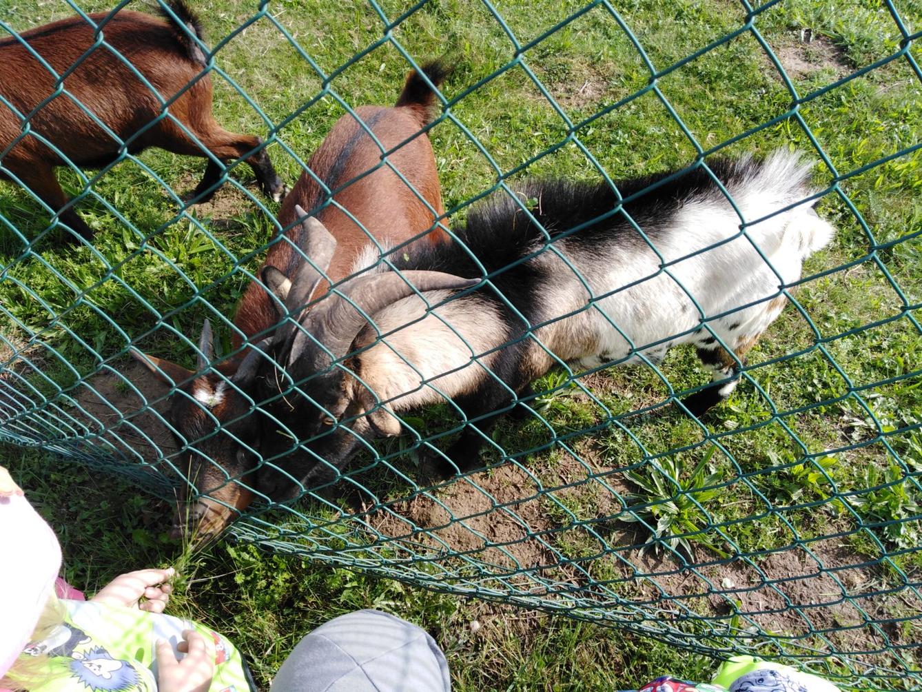 Broučci: vycházka za kozičkami - 8