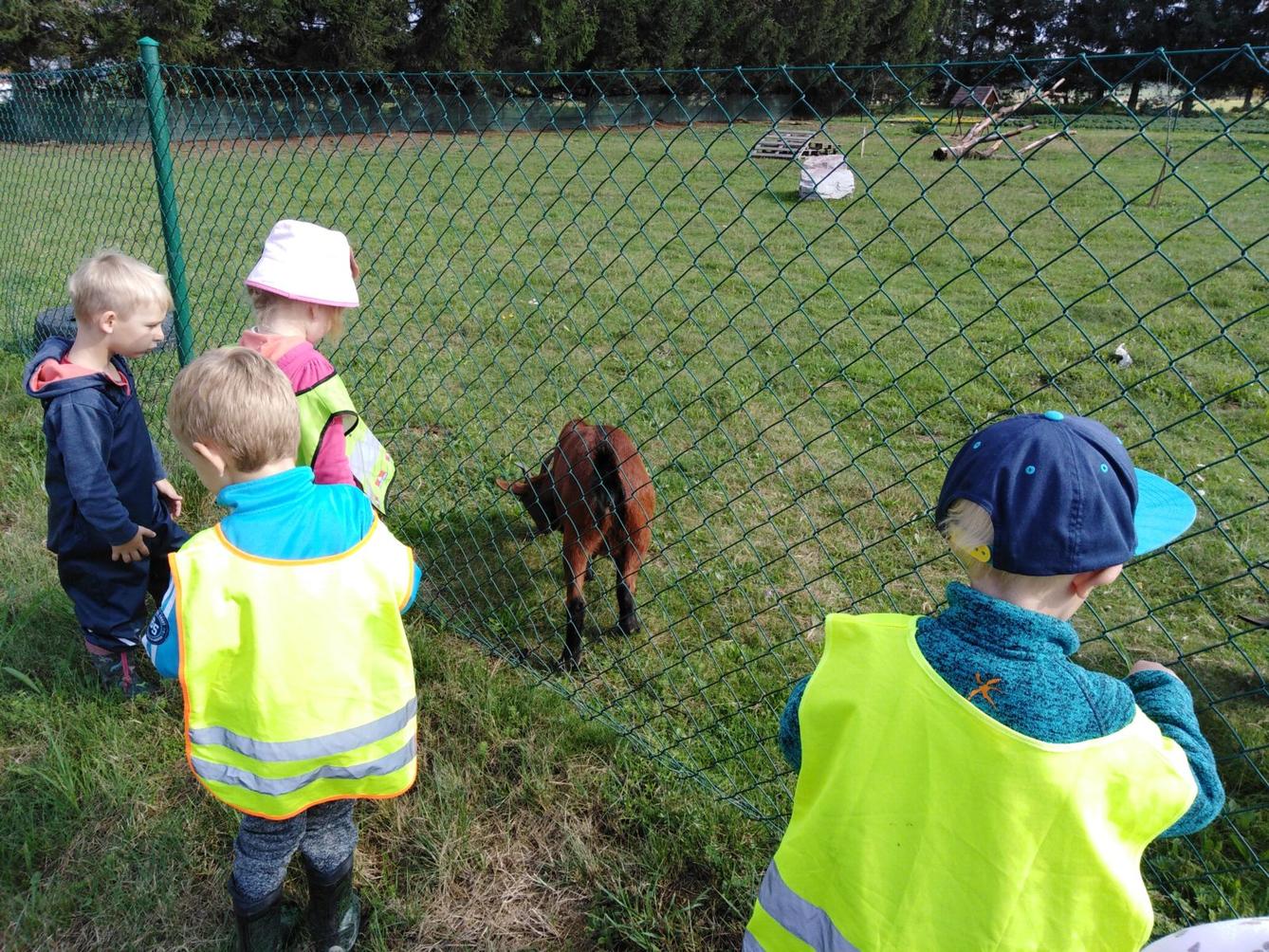 Broučci: vycházka za kozičkami - 10