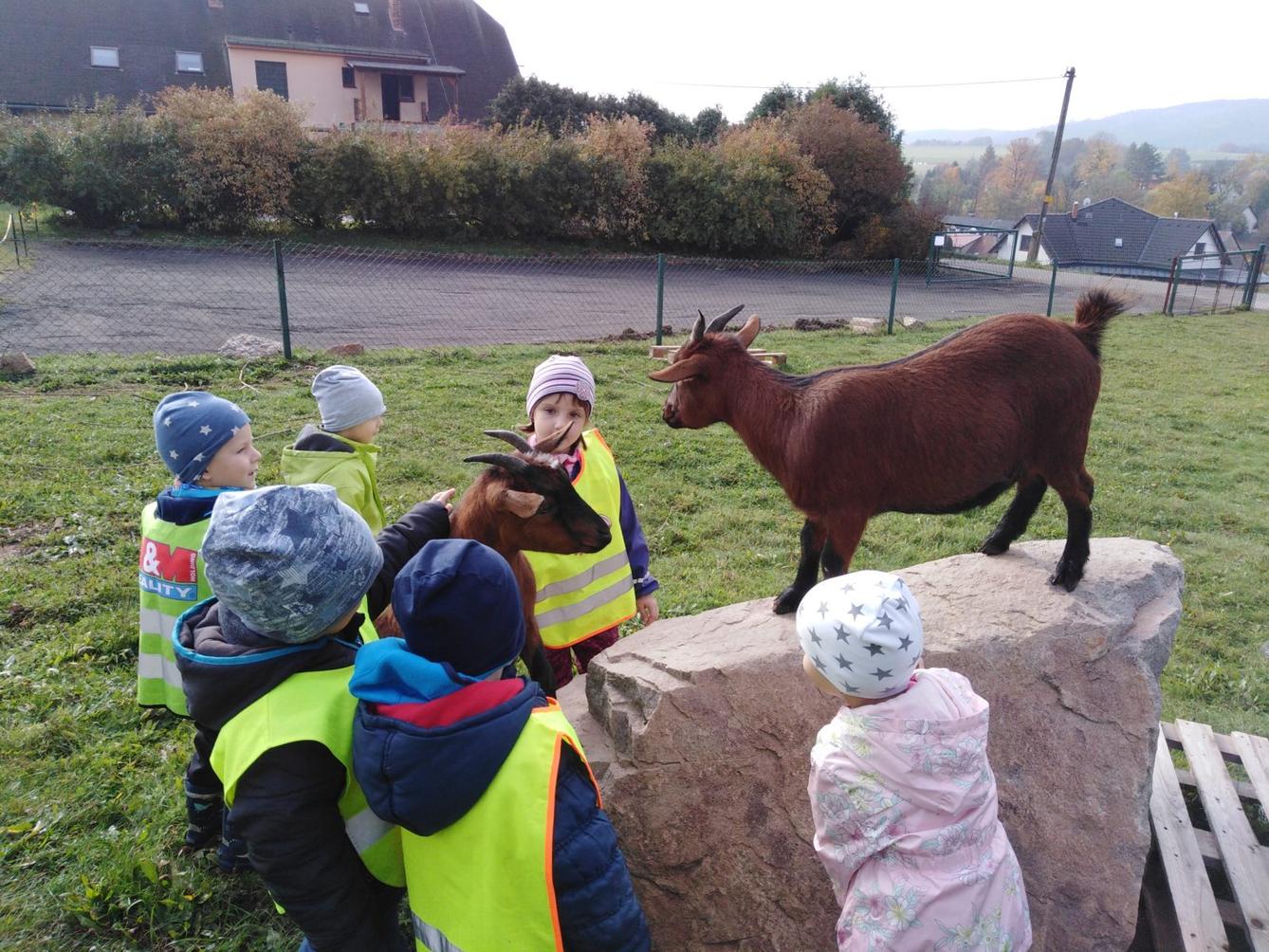 Broučci: vycházky za zvířátky - 13