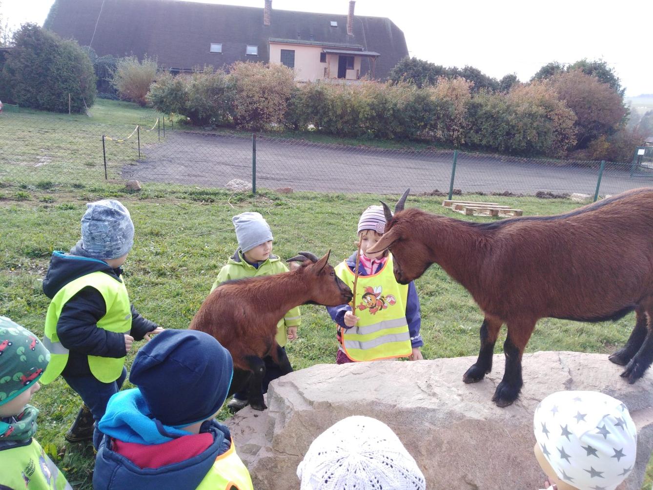 Broučci: vycházky za zvířátky - 15