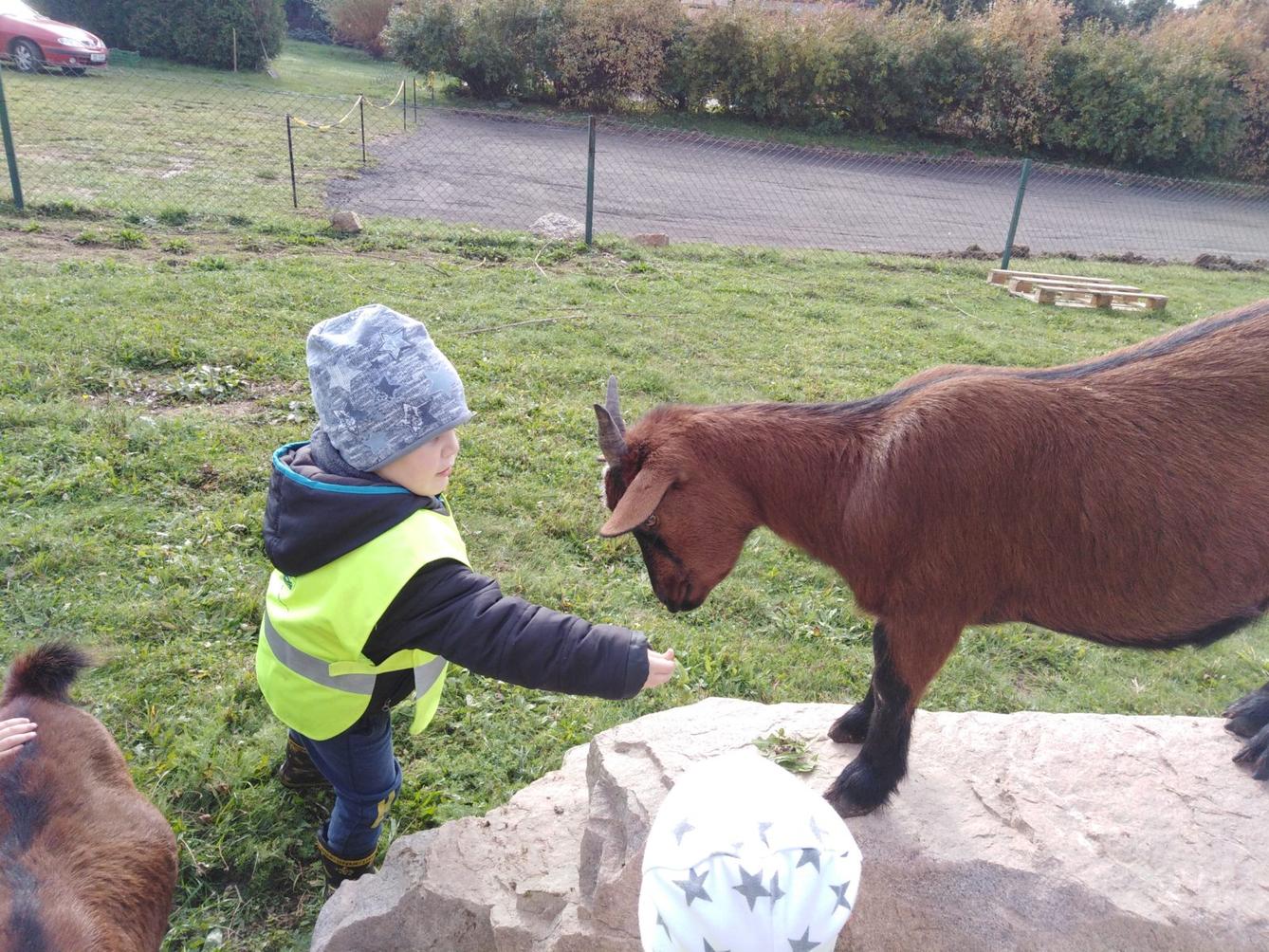 Broučci: vycházky za zvířátky - 17