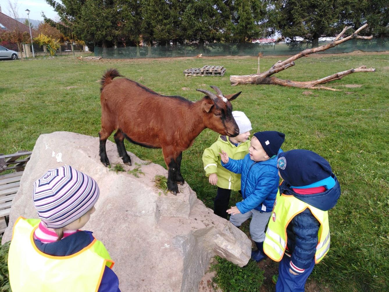 Broučci: vycházky za zvířátky - 20