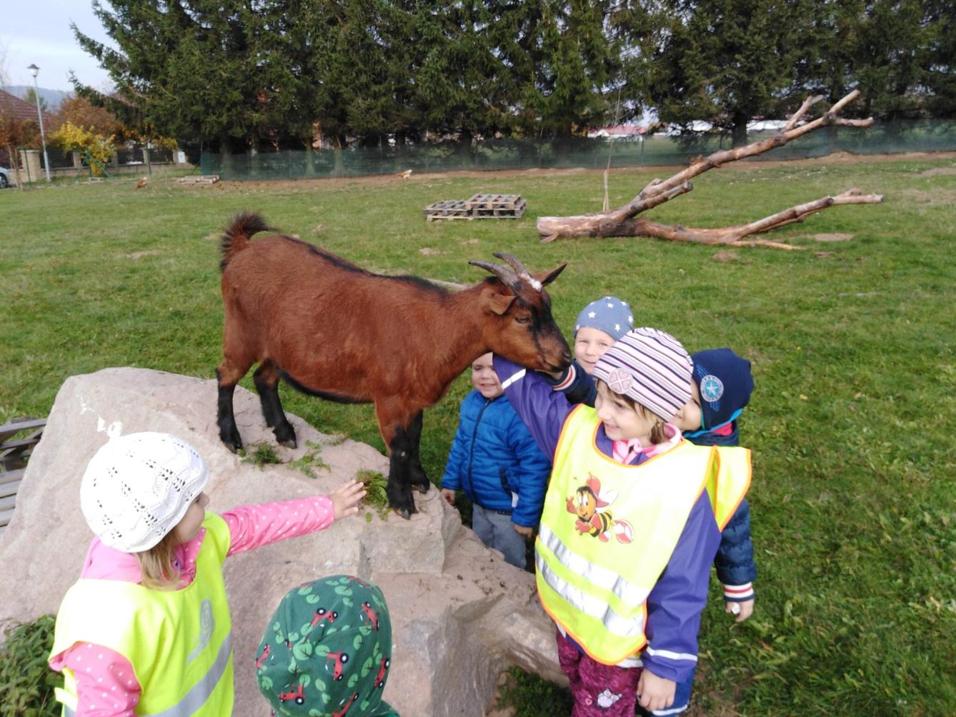 Broučci: vycházky za zvířátky - 21