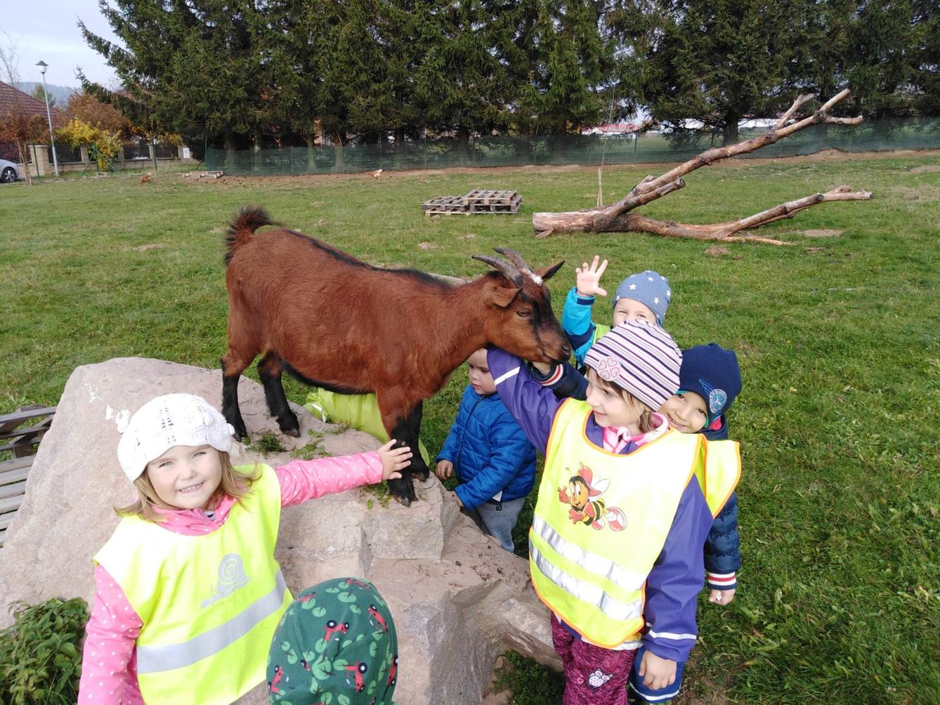 Broučci: vycházky za zvířátky - 22