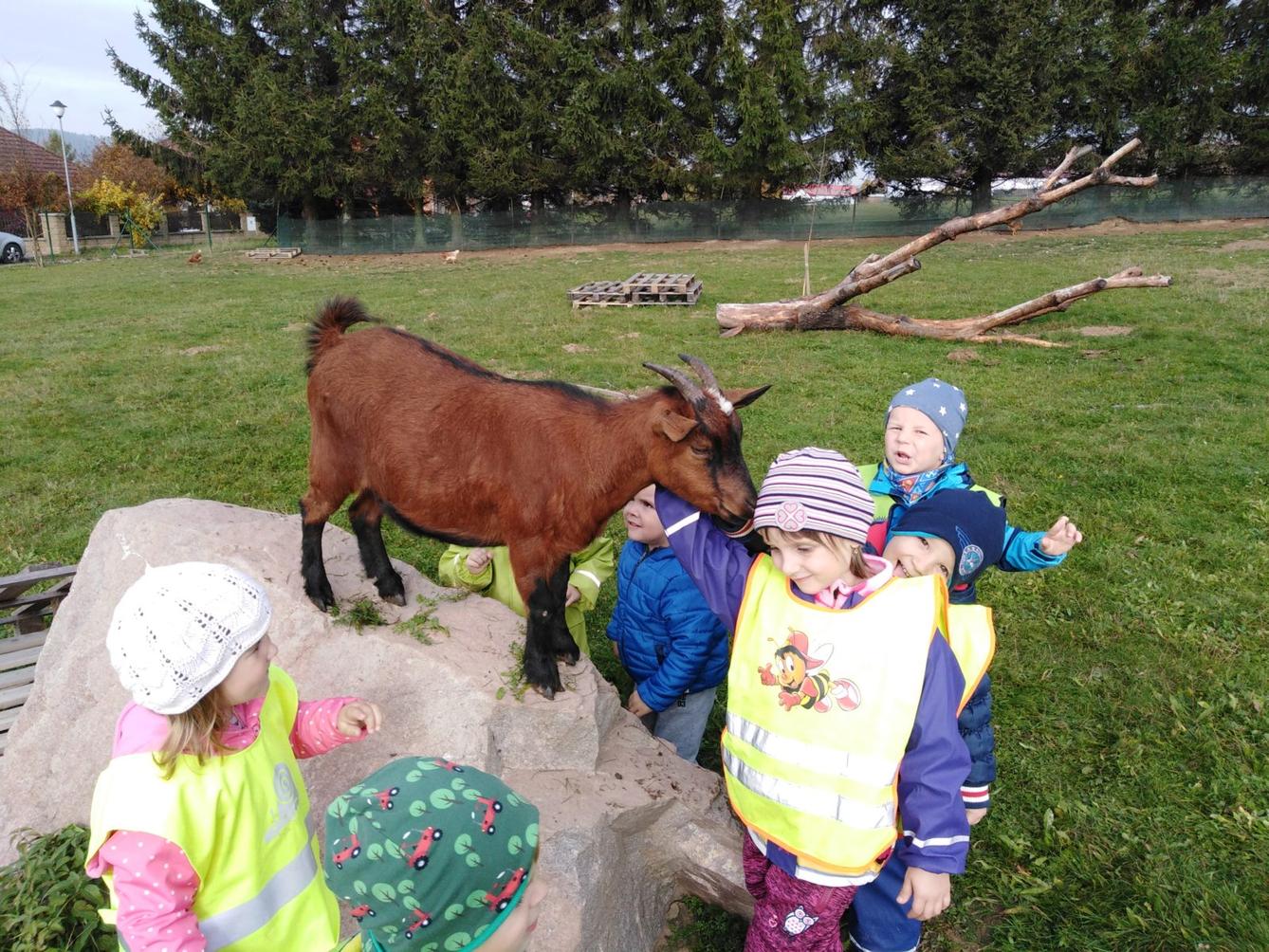 Broučci: vycházky za zvířátky - 23