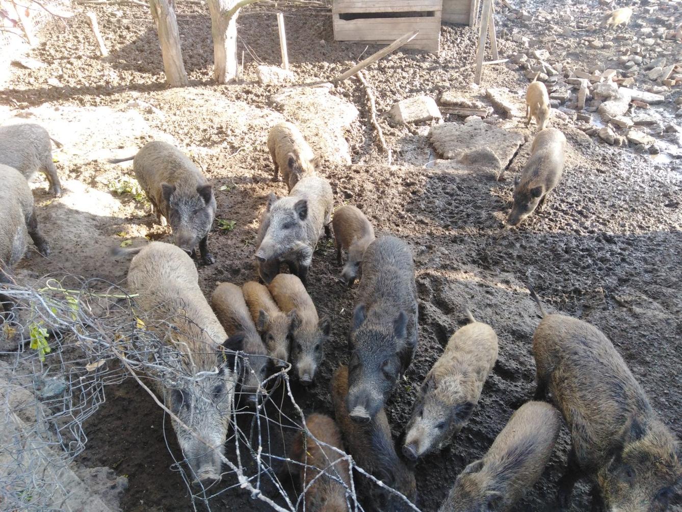 Broučci: vycházky za zvířátky - 24