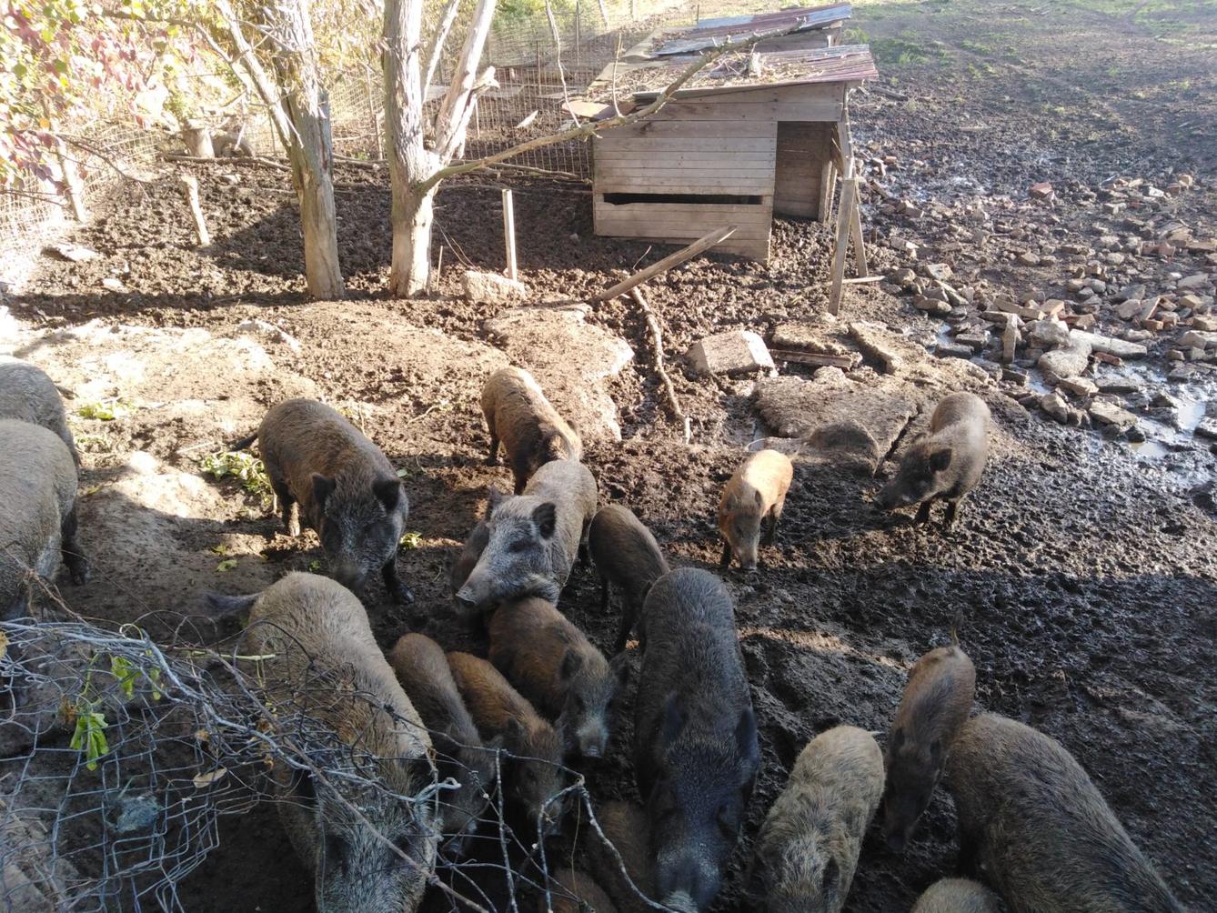 Broučci: vycházky za zvířátky - 25